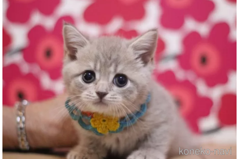 成約済の東京都のマンチカン-101312の6枚目